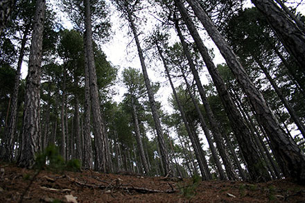 Vilafranca contará con Greenpeace para un proyecto Life sobre gestión de recursos forestales Vilafranca contará con Greenpeace para un proyecto Life sobre gestión de recursos forestales