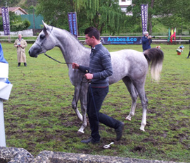 La ganadería de caballos pura raza árabe, Dakota Arabian Horse, de Castellón, logra medalla de oro en Cantabria