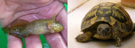 Descubren ejemplares de blenio de río y tortuga mediterránea en Nules