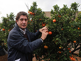 El domingo se repartirán 5.800 bolsas con dos piezas de mandarinas entre los compradores en el Mercat de la Taronja