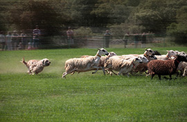 Concurso de perros pastores en Ares del Maestrat