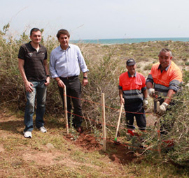 Instalación de estacas e hilo para proteger las dunas de la playa del Serradal