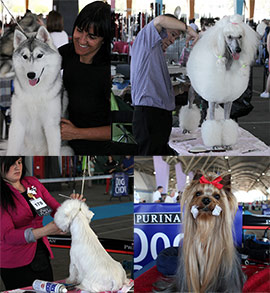 XXVI Exposición Nacional canina y  XXI Exposición Internacional en Castellón