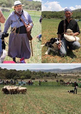 13 participantes en la novena edición del concurso de perros pastores en Ares