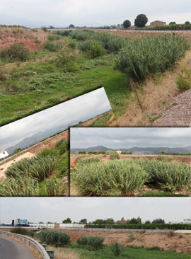 El Alcalde de Castellón insiste ante la CHJ sobre la necesidad de que se limpie el cauce del Río Seco