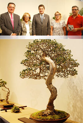 Exposición de Bonsais en la Fundación Dávalos Fletcher