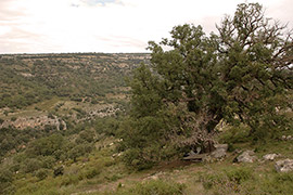 Salida al Barranc del Horts y el Bosque Centenario
