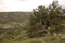 Salida al Barranc del Horts y el Bosque Centenario