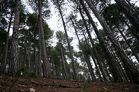 Vilafranca contará con Greenpeace para un proyecto Life sobre gestión de recursos forestales