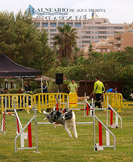 Exhibición canina internacional en Marina d'or