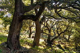 De Pajareo por el Barranc dels Horts, iniciación a la observación de aves