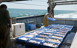 Se fomenta el consumo del pescado de Castellón y la formación de los trabajadores