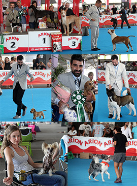 Exposición canina en Castellón