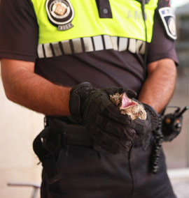 Una patrulla del UPROMA localiza una cría de chotacabras europeo en el centro de Castellón
