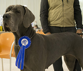 Campeonato European Dog Show 2016 en Marina d´Or-ciudad de Vacaciones