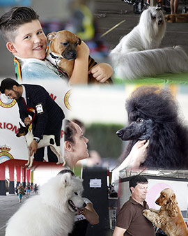 Exposiciones caninas en Castellón