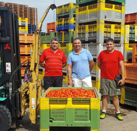 160.000 kilos de tomates de La Llosa para la tomatina de Buñol