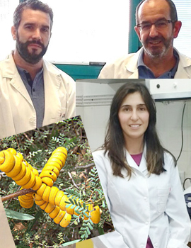 Investigadores de la UJI estudian nuevos modelos de plantas tolerantes a la salinidad
