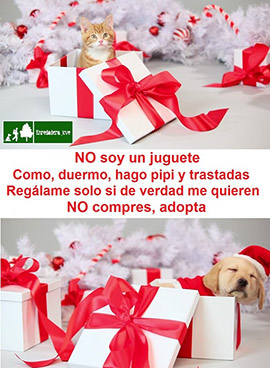 Un animal NO es un juguete