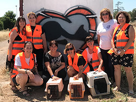 Campaña para controlar las colonias de gatos en Castellón