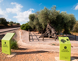 Ayudas para la protección y conservación de 198 árboles monumentales de la provincia de Castellón