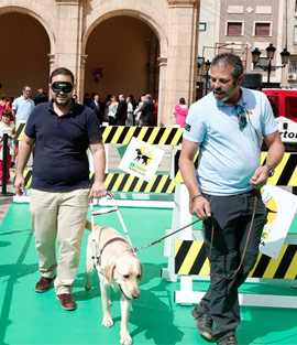 Excelente labor de los perros guía en la movilidad de las personas ciegas