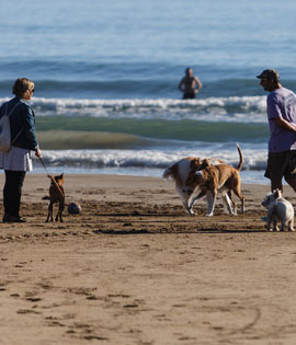 Se abre una playa para perros en Castellón