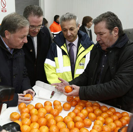 2.500 toneladas de clementinas con destino a EEUU desde PortCastelló