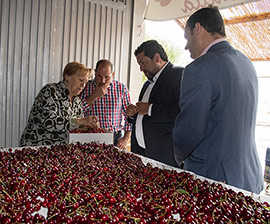 Salzadella y Caudiel celebran las ferias de la cereza este fin de semana