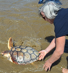 Suelta de la tortuga Donosti en la playa de La Concha de Oropesa del Mar