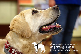 I concurso de dibujo en Castellón, Derechos del Perro Guía