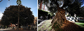 Catálogo de árboles monumentales de interés local de la ciudad de Castellón