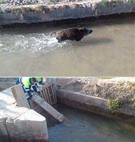 Rescatan a una hembra de jabalí de una acequia del Millars