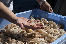 Promoción de la dualidad gastronómica de la costa y el interior de Castellón