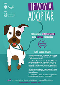 Castelló subvenciona la esterilización de perros adoptados en el servicio municipal de recogida