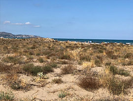 La playa del Serradal obtiene la declaración de microrreserva para proteger el único sistema dunar de Castelló