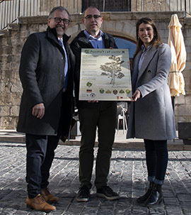 Ampliación del presupuesto para la conservación de árboles monumentales de la provincia de Castellón