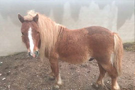 Facilidades en la adopción de animales en Castellón y un pony última incorporación