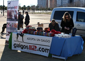 Adopta un galgo www.galgos112.com