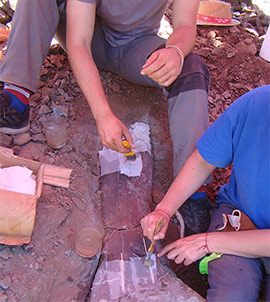 Nuevos restos de dinosaurios saurópodos en Morella