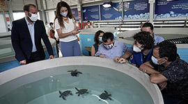 Las tortugas nacidas en Eivissa y Castelló se preparan para entrar en el mar