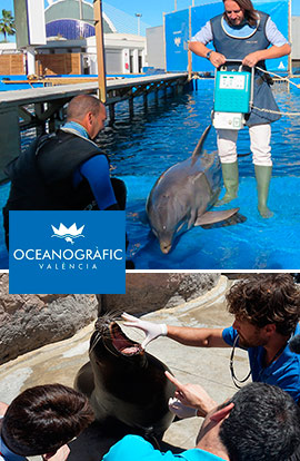 La American Humane certifica la excelente salud y bienestar de los animales del Oceanogràfic de Valencia