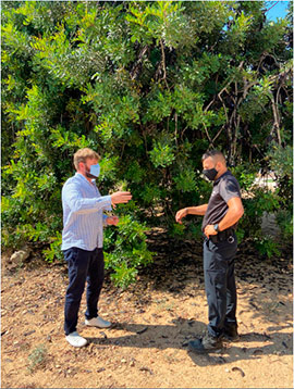 El Ayuntamiento de Sant Jordi aumenta la vigilancia en el campo para evitar los robos de algarrobas