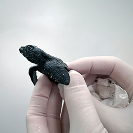 Nacen en la Fundación Oceanogràfic las primeras tortugas del nido de Cullera