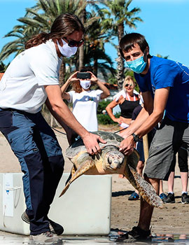 Jornada de limpieza y suelta de una tortuga en la playa del Serradal