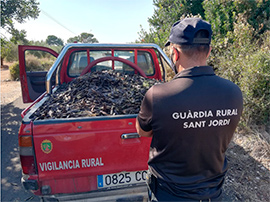 El Ayuntamiento de Sant Jordi colabora para evitar los robos de algarrobas tras haberse multiplicado este año