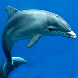 Nace un delfín en el Oceanogràfic en medio del confinamiento
