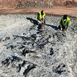 Nuevos restos de dinosaurios ornitópodos en las minas de arcilla de Morella