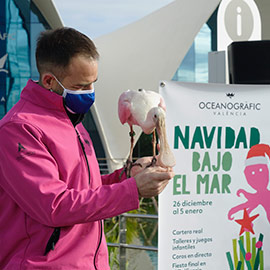 El Oceanogràfic presenta su festival ´Navidad bajo el mar´