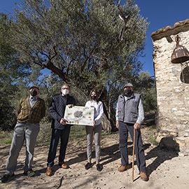 La Diputación celebra el Día del Árbol en Suera con la puesta en valor de ´el olivo de la Campana´